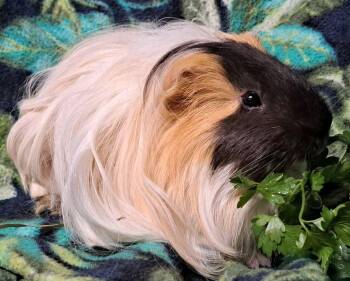 Rescue Silkie Sheltie Guinea Pigs for Adoption in Chicago Heights, Illinois - Manny (Manyunya) | PetCurious